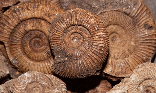 group of ammonite fossils