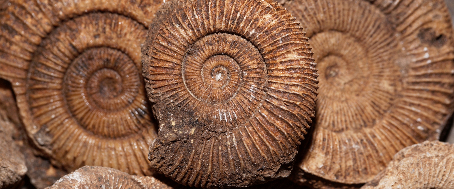 group of ammonite fossils