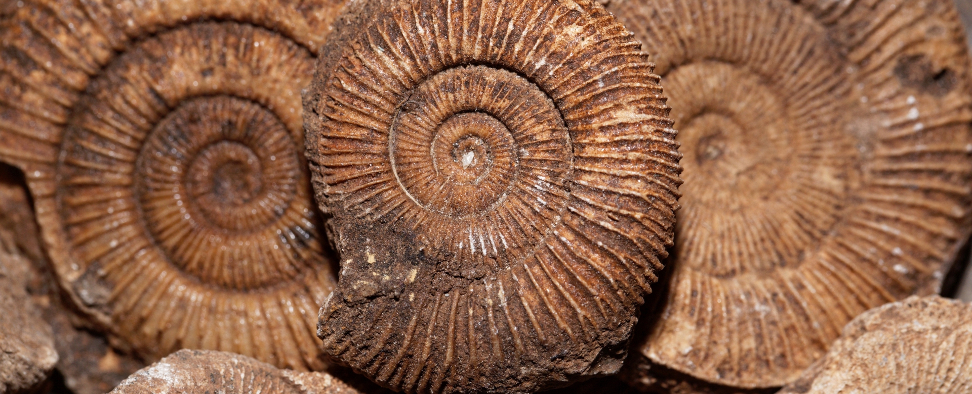 group of ammonite fossils