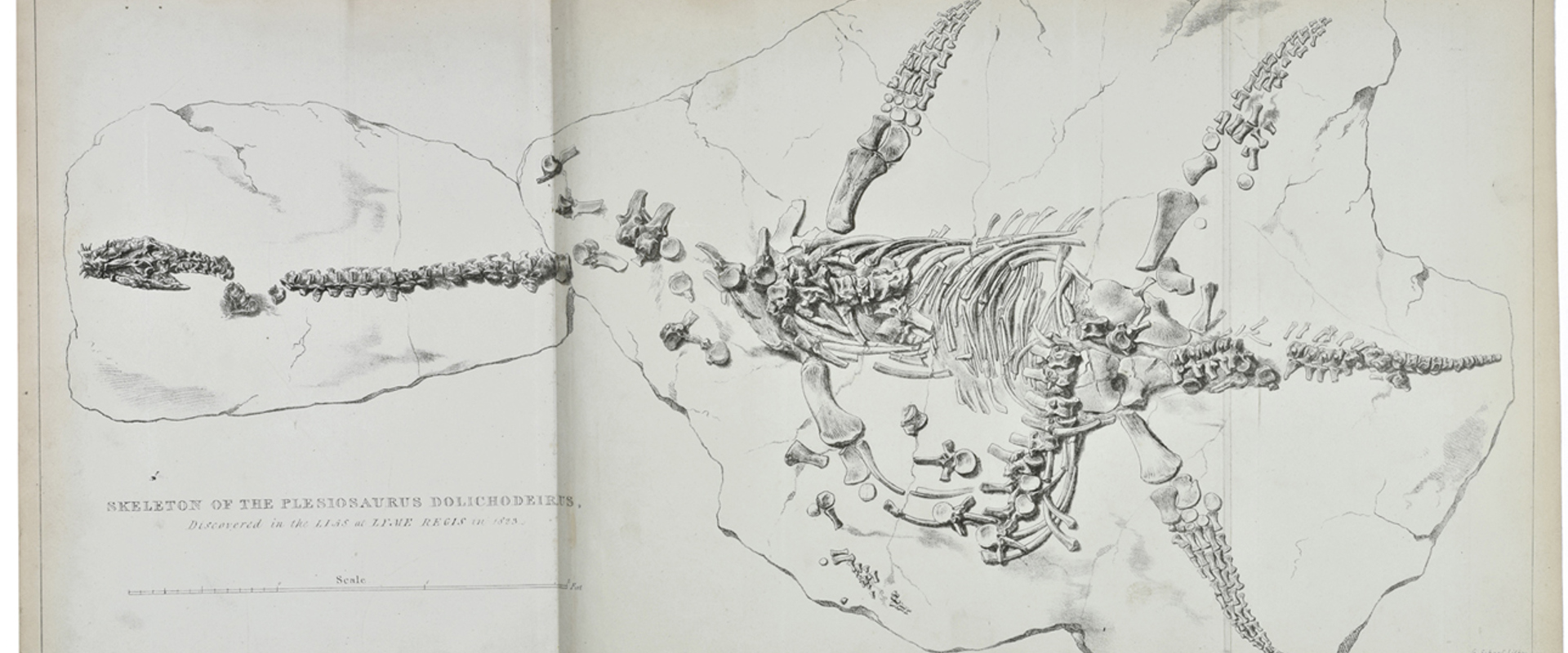 Print of the complete skeleton of Plesiosaurus dolichodeirus