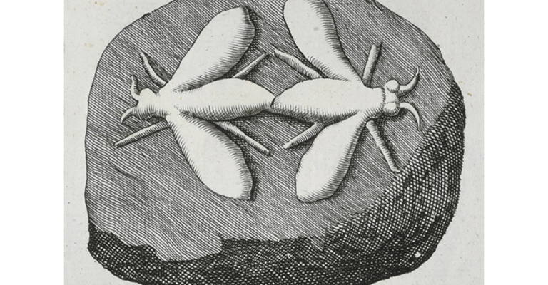 Copulating insects from Beringer's Lithographiae Wirceburgensis