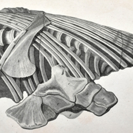 Ribs of Temnodontosaurus platyodon, 1811-1812