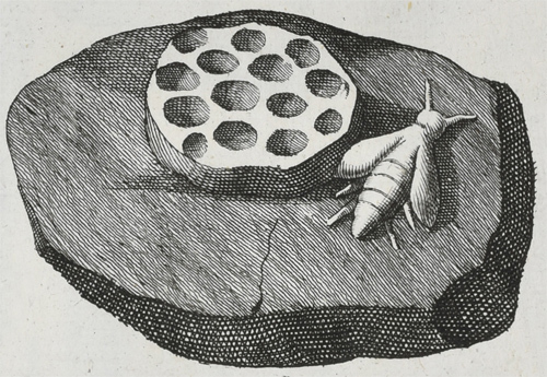 Bee and honeycomb from Beringer's 'Lithographiae Wirceburgensis' (1726)