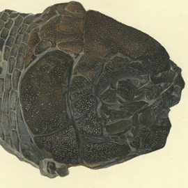 Watercolour of Tetragonolepis Leachii Agassiz by Charles Weber