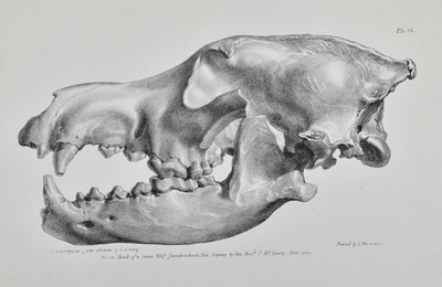 MacEnery Pl G Wolf.jpg