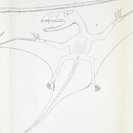 Richard Owen's reconstruction of Dimorphodon macronyx 