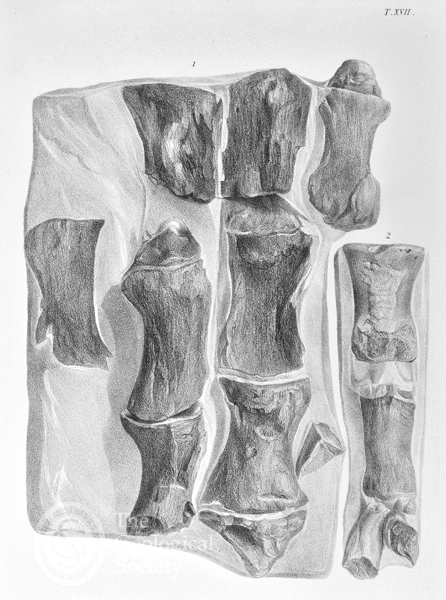 Plesiosaur Paddle from Owen, R, ‘A monograph of the fossil Reptilia of the Cretaceous formations’,  (1866).