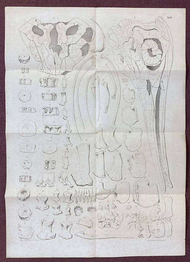 Plate IV