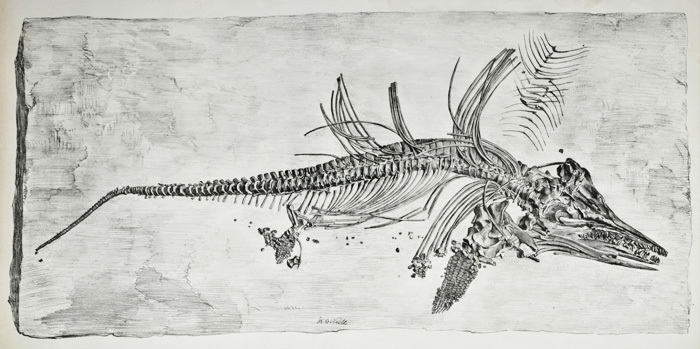 Lithograph of the fossil Ichthyosaurus chiropolyostinus