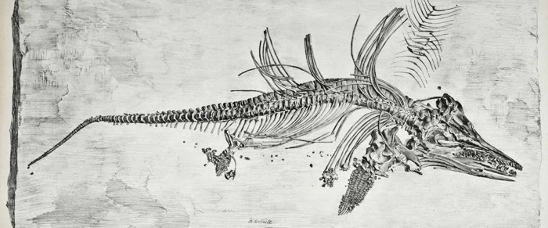 Lithograph of the fossil Ichthyosaurus chiropolyostinus