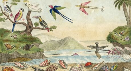 A watercolour of an island scene with parrots and other tropical birds and a beach covered in shells and sea snails