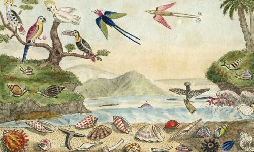 A watercolour of an island scene with parrots and other tropical birds and a beach covered in shells and sea snails