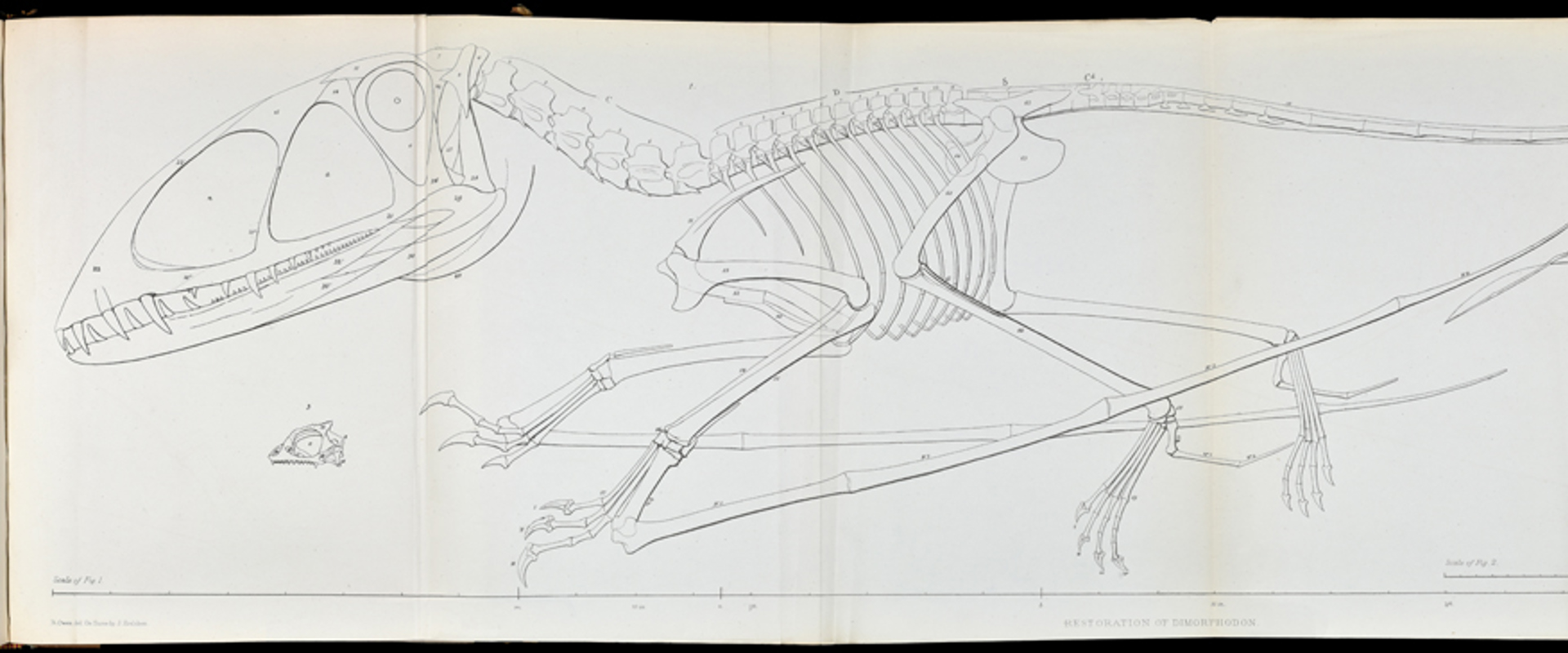 Reconstruction of the skeleton of Dimorphodon macronyx by Richard Owen