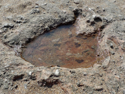 Bendrick Rock Dinosaur Footprints