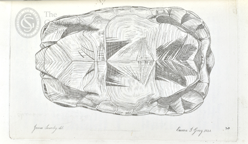 Tortoise shell etched by Emma J Gray, 1828