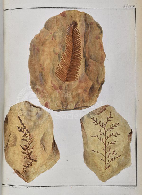 Plate 33 from Essai d'un exposé géognostico-botanique de la flore du monde primitif (1832)