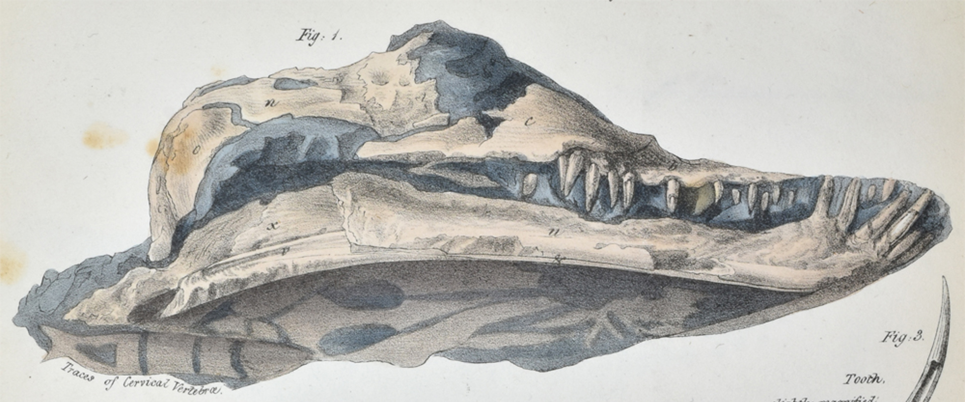 Print of the crushed plesiosaur skull from the collection of Thomas Clarke which was found in Street, Glastonbury