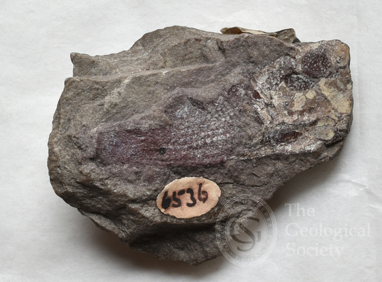 Geol Soc Coll 6536 Pterichthys Cornutus 