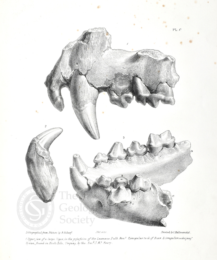 Tiger jaws from Kent's Cavern from MacEnery's Cavern Researches (1859)