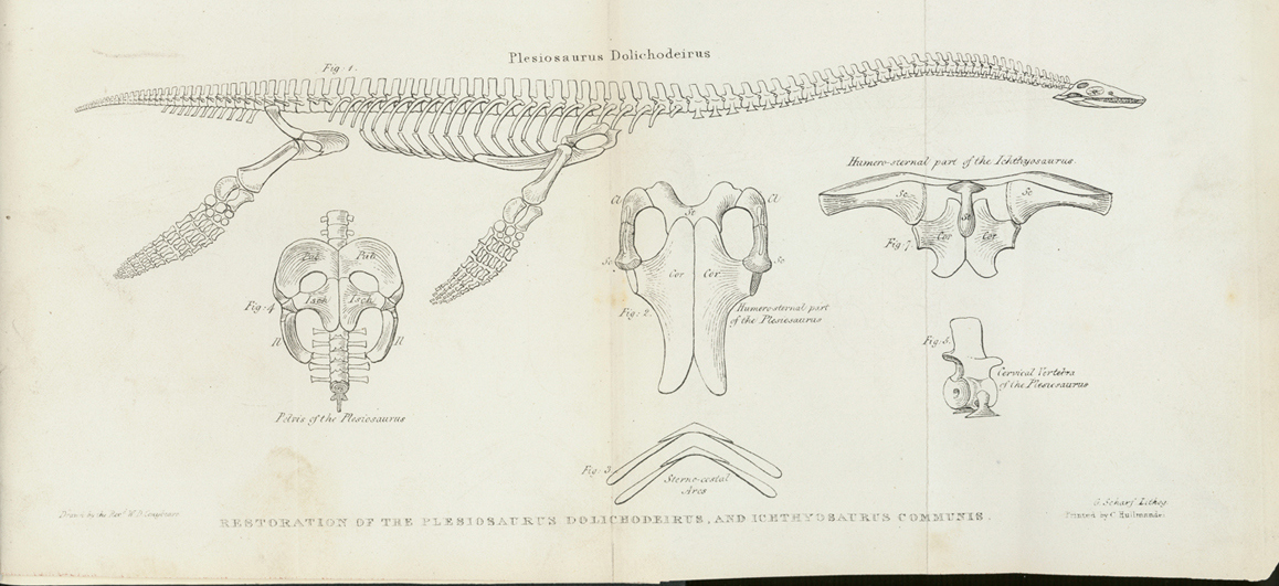 Reconstruction of a plesiosaur skeleton by W D Conybeare