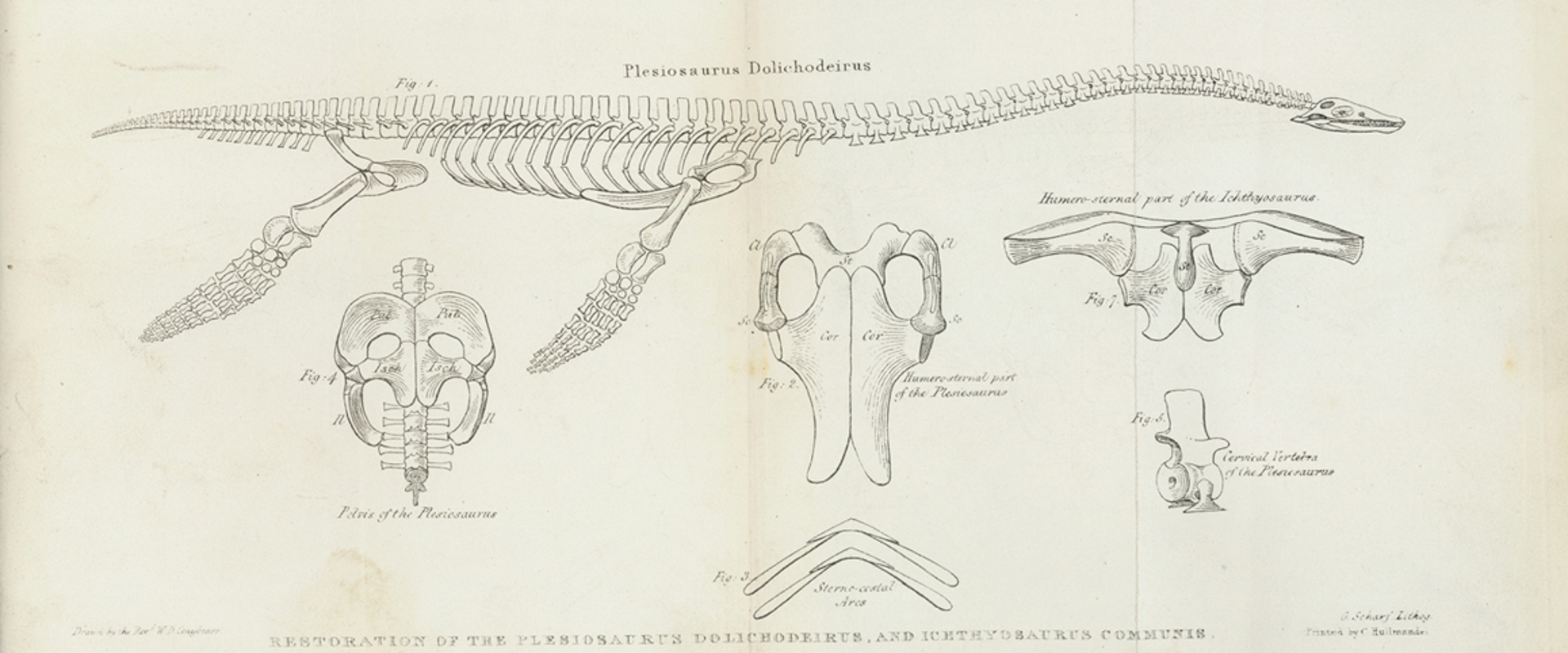 Reconstruction of a plesiosaur skeleton by W D Conybeare