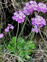 Bird's eye primrose