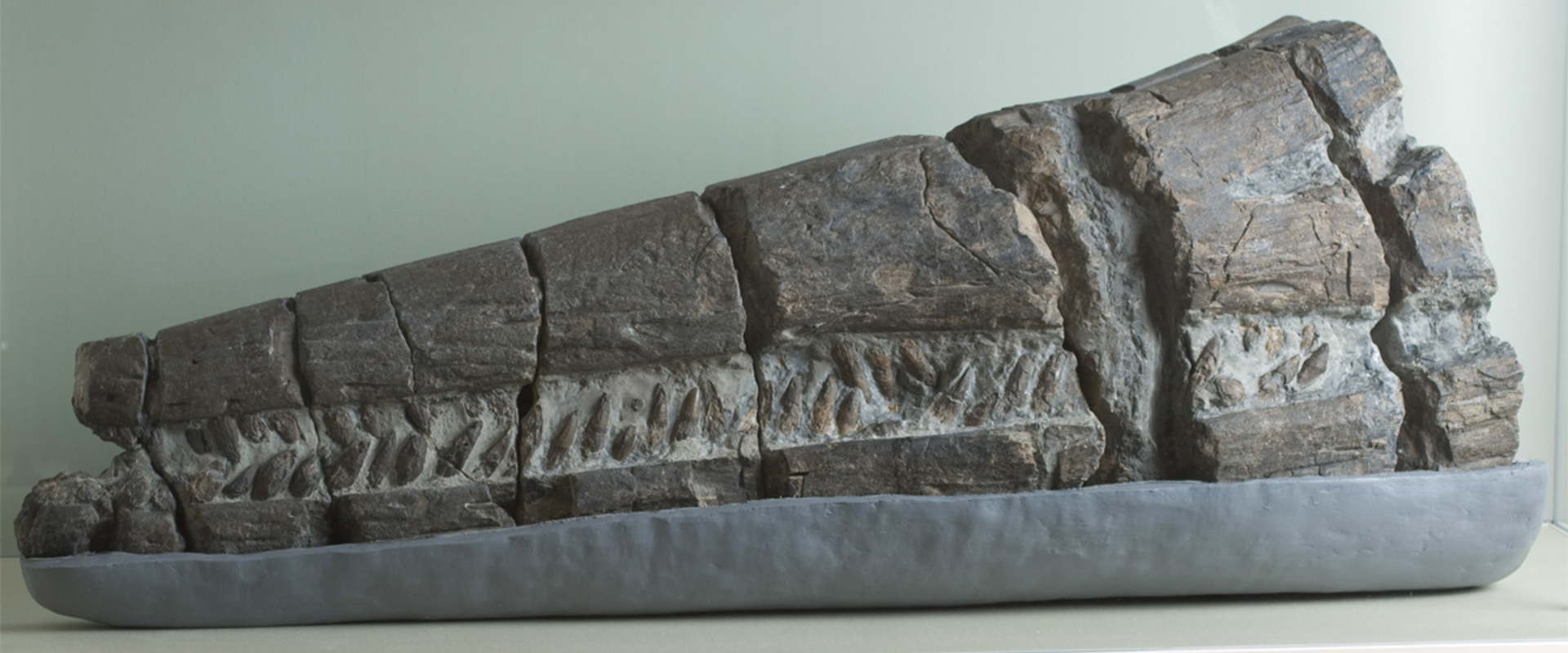 Photograph of the  jaw of Temnodontosaurus platyodon
