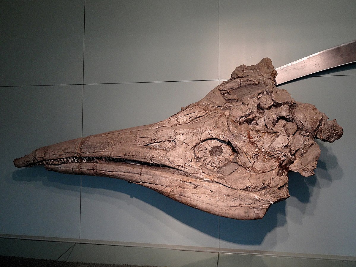 Trigonodon