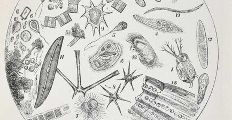 Detail from  Dugald Campbell, ‘A Microscopical examination of certain waters….’, London: W Trounce (1874).