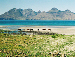 Rum from Eigg