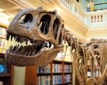 Megalosaurus replica in lower library of Burlington House