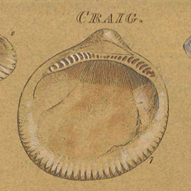 Detail of a shell from the Crag