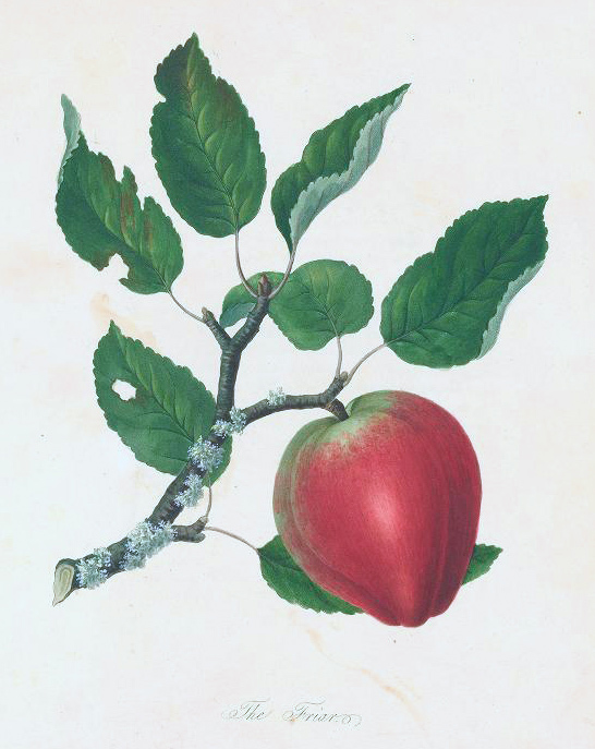 Cider apple variety ‘The Friar’ from ‘Pomono Herefordiensis’ (1811)