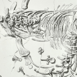 Detail of the Plesiosaur dolichodeirus