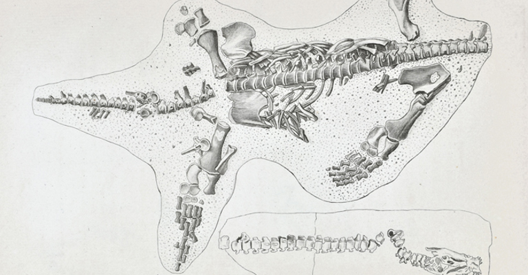 Incomplete skeleton of a plesiosaur purchased for Georges Cuvier