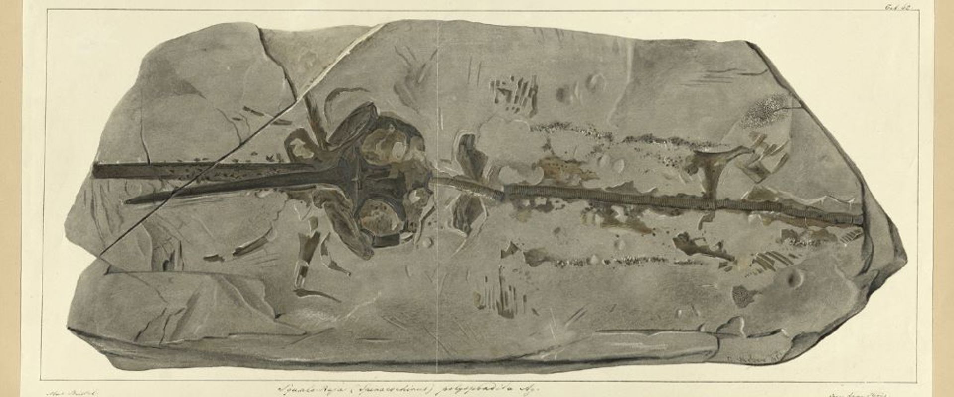 Watercolour of the front part of the fossil of Squaloraja found by Mary Anning
