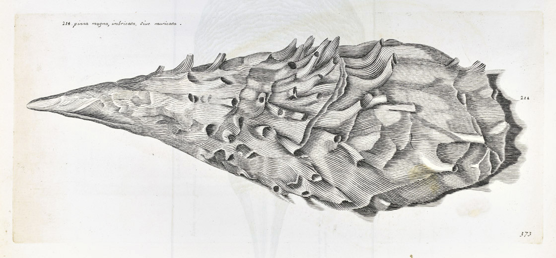 Plate 373 Pinna rudis