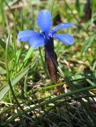 Spring Gentian