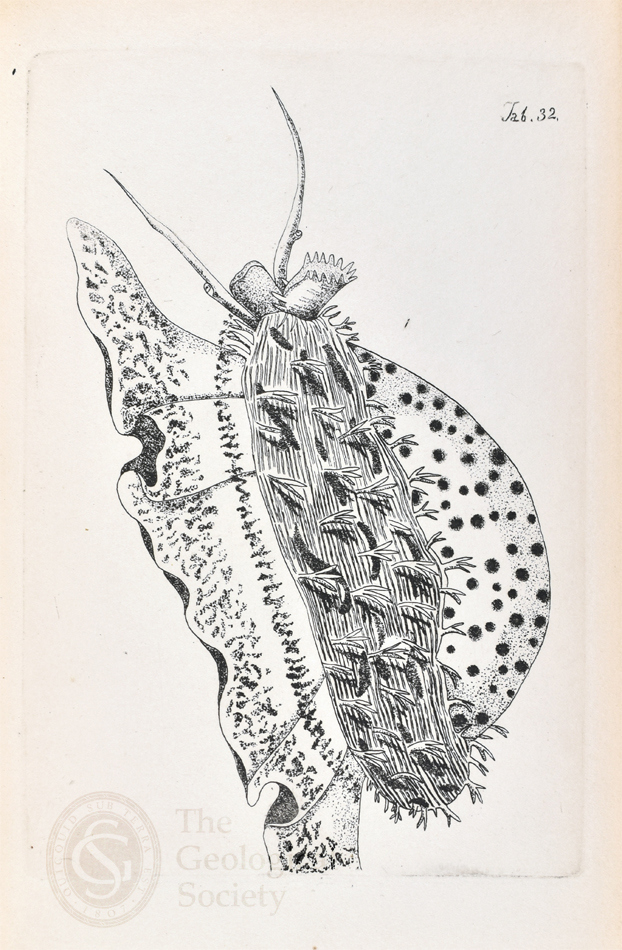 Tiger Cowrie from Figures of molluscous animals, selected from various authors, Tab 32