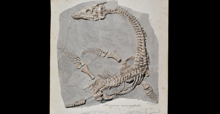 Watercolour of the fossil of Plesiosaur macrocephalus
