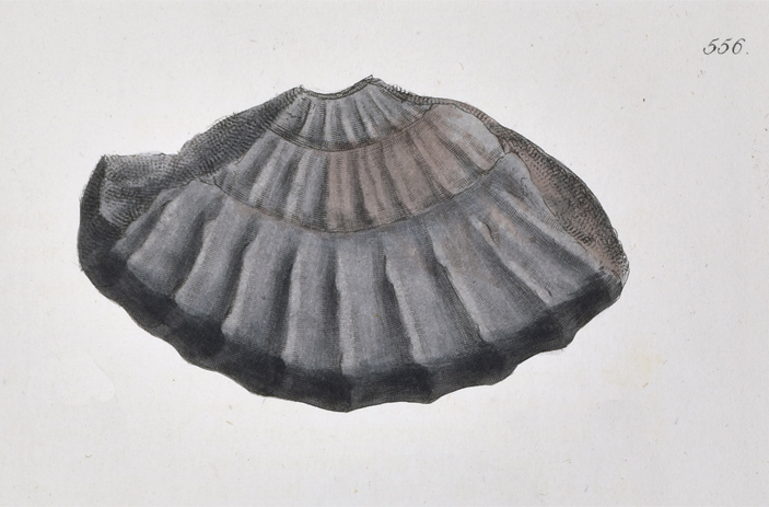 Ammonites Lataecosta from Sowerby's Mineral Conchology