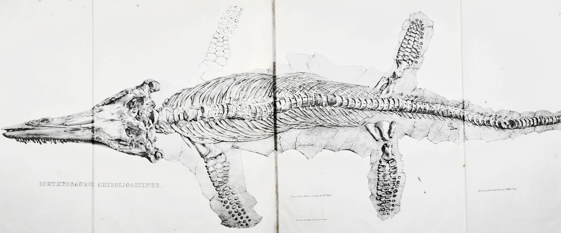 Lithograph of a the fossil  'Ichthyosaurus chiroligostinus'