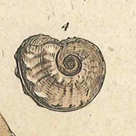 Detail from the Lower Chalk plate from Smith's organized fossil book