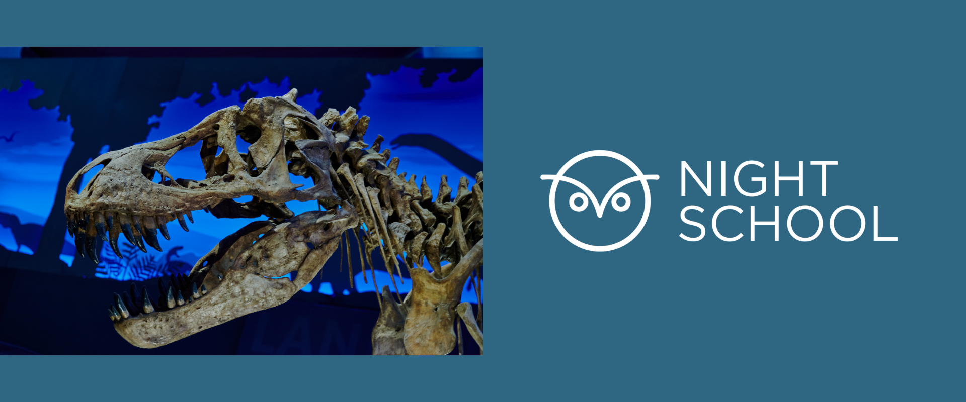 A dinosaur fossil skeleton is displayed next to a graphic logo with an owl and the words “Night School” on a blue background.