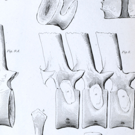 Vertebrae of the new creature (plesiosaur) in the collection of Col Thomas Birch