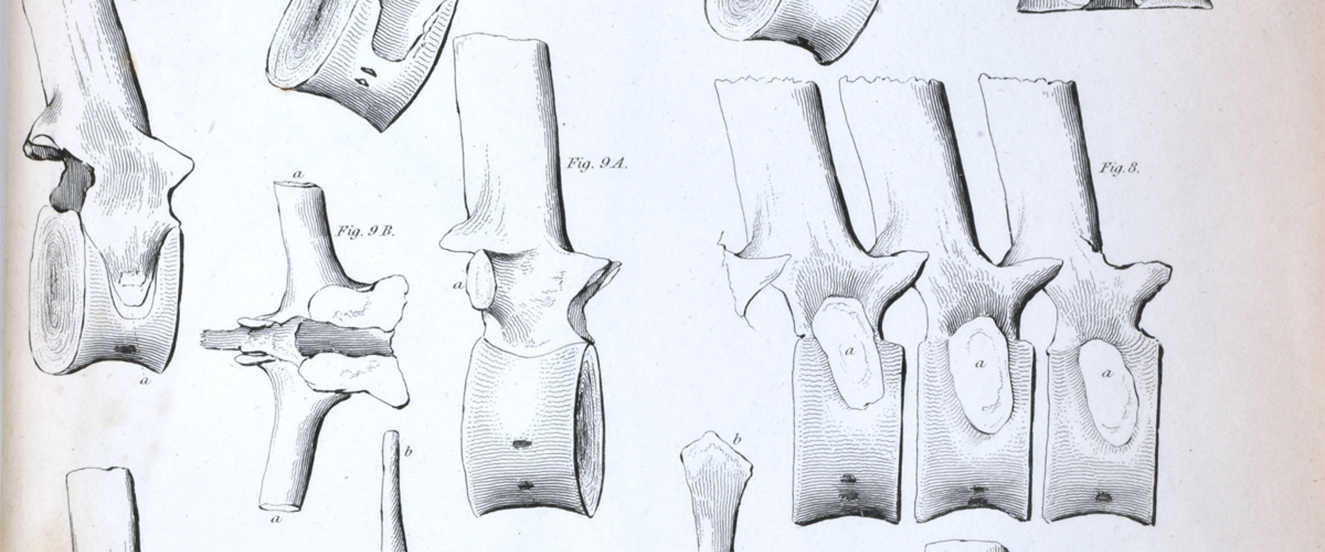 Vertebrae of the new creature (plesiosaur) in the collection of Col Thomas Birch